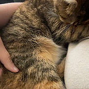 Cleo is registered to the contest to win money with this photo: animal, cat, closeup, comfort, cozy, cuddle, domestic, fur, hand, indoor, nap, paw, pet, resting, sleeping, soft, striped, tabby, tail, whiskers
