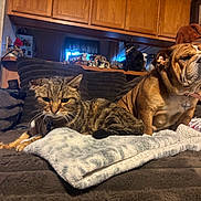 Keke joined the competition — help win amazing prizes! cat, dog, bulldog, tabby_cat, blanket, couch, indoor, furniture, pet, animal, relaxing, brown, wooden_cabinet, decor, shelf, stuffed_animal, plush, domestic, companion, cozy