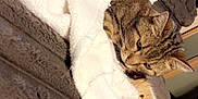 Keke is registered to the contest to win money with this photo: abyssinian, animal, blanket, cat, closet, couch, furniture, homedecor, indoors, kitten, laundry, linen, manx, person, pet, quilt, siamese, sleeping, towel, wood