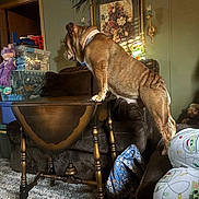 Godsmack is registered to the contest to win money with this photo: bulldog, dog, table, living_room, sofa, carpet, painting, wall, toy, stuffed_animal, cushion, decor, wooden_furniture, pet, collar, indoor, brown, curious, animal, household