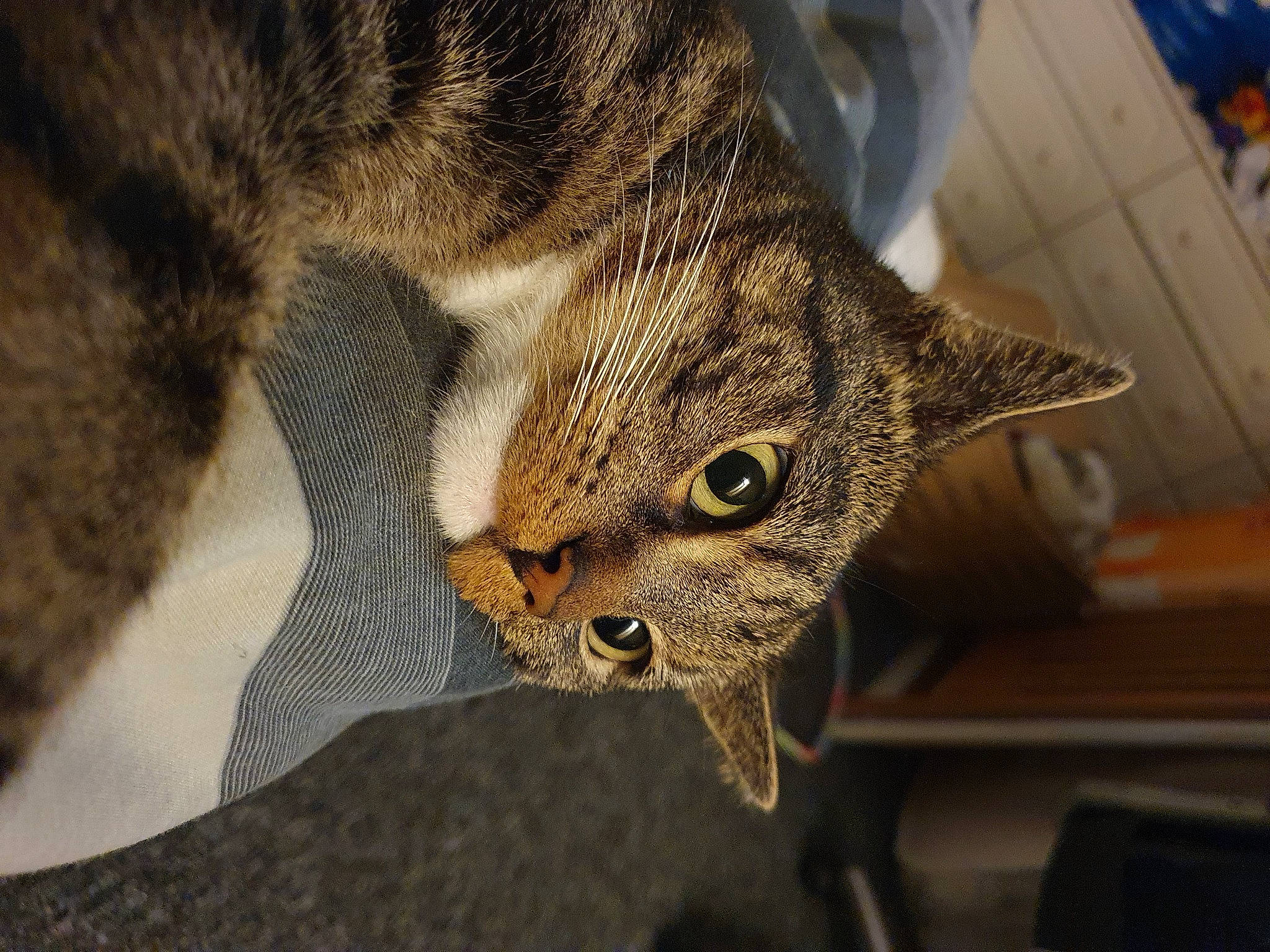 Fynn joined the competition — help win amazing prizes! bobcat, carnivore, cat, claw, domestic_short_haired_cat, felidae, fur, lynx, metal, paw, small_to_medium_sized_cats, snout, tail, terrestrial_animal, tree, whiskers, wildlife