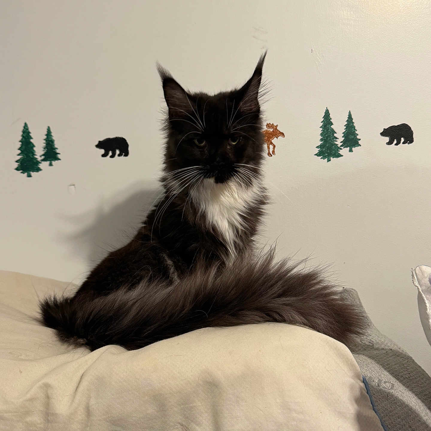 Missy joined the competition — help win amazing prizes! animal_silhouettes, black_and_white, cat, cozy, cute, domestic_cat, feline, fluffy_tail, forest_animals, fur, indoor, mammal, pet, pillow, relaxed, resting, sitting, trees, wall_decor, whiskers
