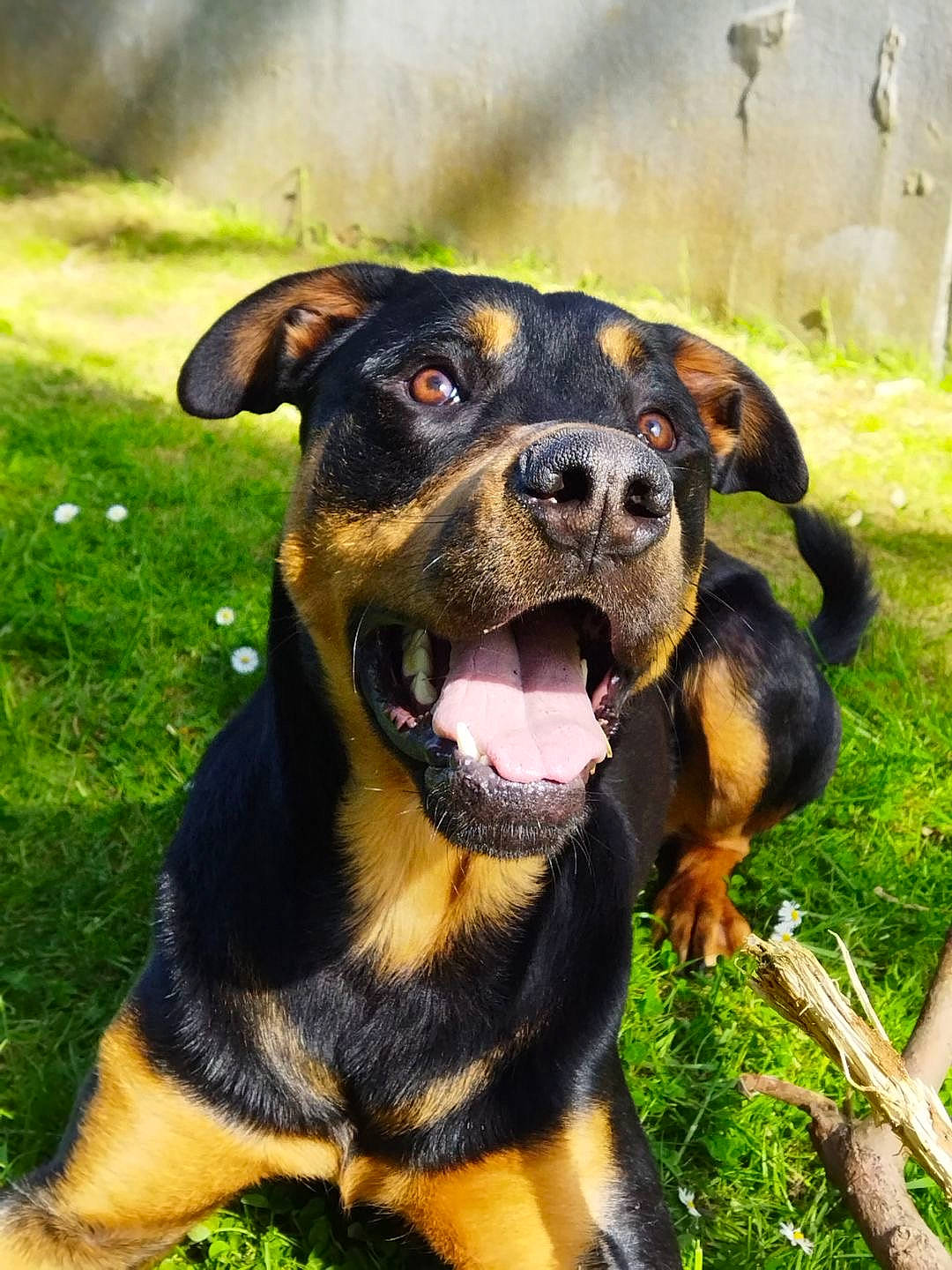 Spike participe au concours pour gagner de l'argent avec cette photo : canidae, carnivore, companion_dog, dog, dog_breed, event, grass, guard_dog, hunting_dog, plant, rottweiler, sharing, snout, sporting_group, terrestrial_animal, working_animal, working_dog