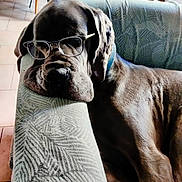 Rafia a rejoint le concours — aidez-le/la à gagner de superbes lots ! brown_fur, close_up, collar, couch_armrest, dog, eyewear, furniture, glasses, indoor, large_dog, living_room, lounging, mastiff, pet, portrait, relaxed, sleeping, sofa, tile_floor, wrinkled_face