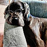 brown_fur, close_up, collar, couch_armrest, dog, eyewear, furniture, glasses, indoor, large_dog, living_room, lounging, mastiff, pet, portrait, relaxed, sleeping, sofa, tile_floor, wrinkled_face