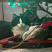 Pippa is registered to the contest to win money with this photo: animal, black_and_white, cat, christmas_lights, christmas_tree, close_up, curious, decorations, festive, floor, furry, greenery, holiday_decor, holiday_season, indoor, pet, red_flowers, rope, soft_lighting, white_ribbon