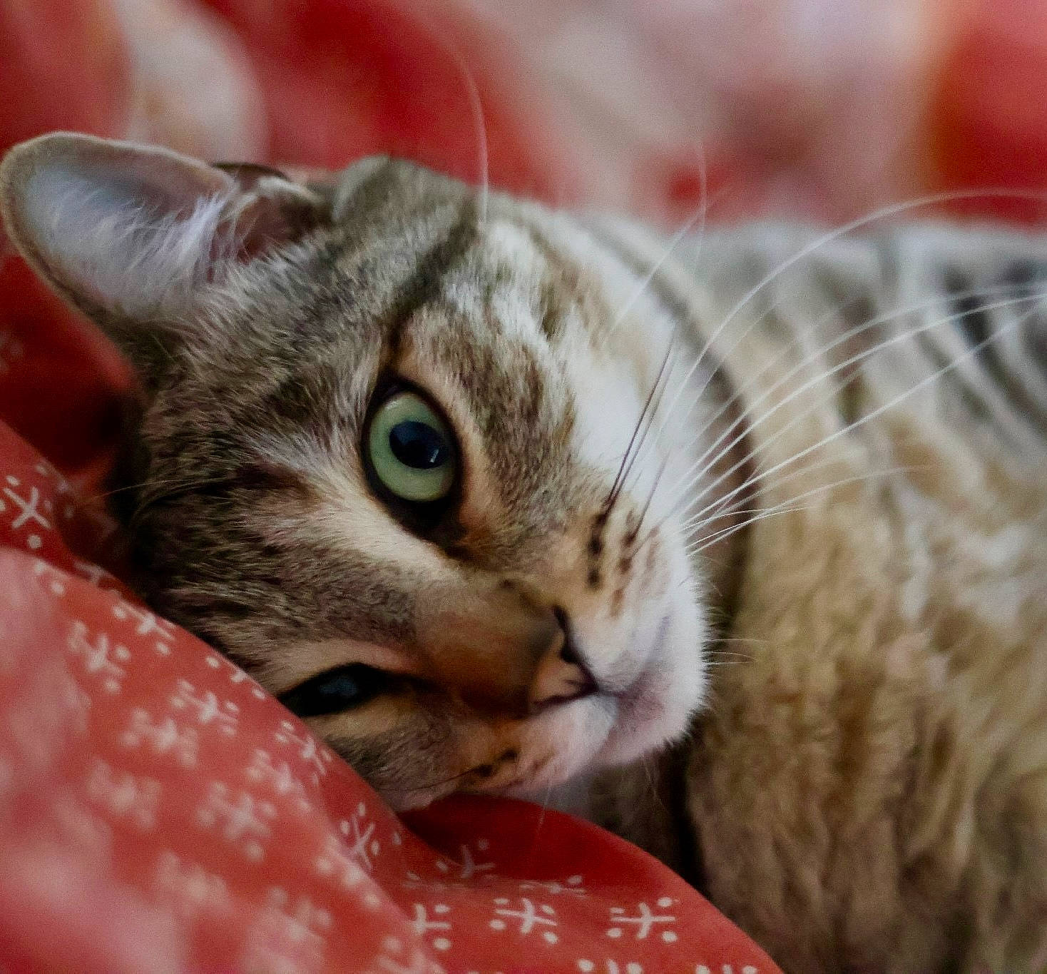 Hunter participe au concours pour gagner de l'argent avec cette photo : carnivore, cat, cat_supply, claw, close_up, comfort, domestic_short_haired_cat, eye, fawn, felidae, fur, grass, paw, small_to_medium_sized_cats, snout, terrestrial_animal, tree, whiskers, wildlife, wood