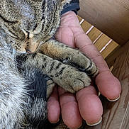 D D joined the competition — help win amazing prizes! cat, claw, close_up, cozy, crate, fur, hand_hold, human_hand, indoor, nap, paws, pet, portrait, relaxation, sleeping, stripes, tabby_cat, texture, whiskers, wooden_box