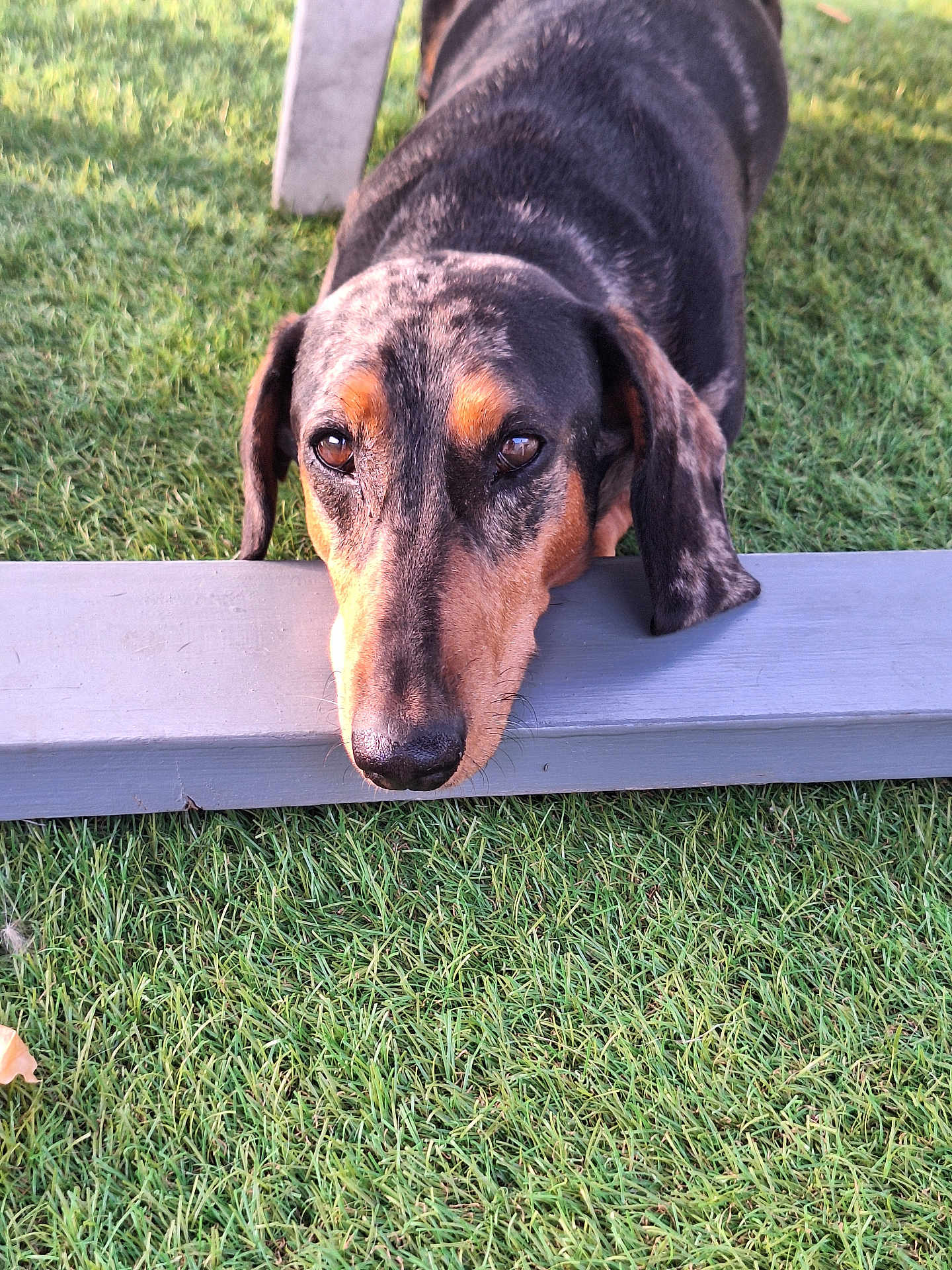 Papam participe au concours pour gagner de l'argent avec cette photo : dog, animal, grass, outdoor, pet, canine, head, black, tan, wood, plank, resting, closeup, expression, sunlight, nature, mammal, fur, ears, portrait
