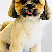 Rosco joined the competition — help win amazing prizes! dog, cute, fluffy, groomed, pet, animal, portrait, studio, white_background, small_dog, tongue_out, fur, standing, adorable, companion, mammal, friendly, domestic_animal, clean, well_cared