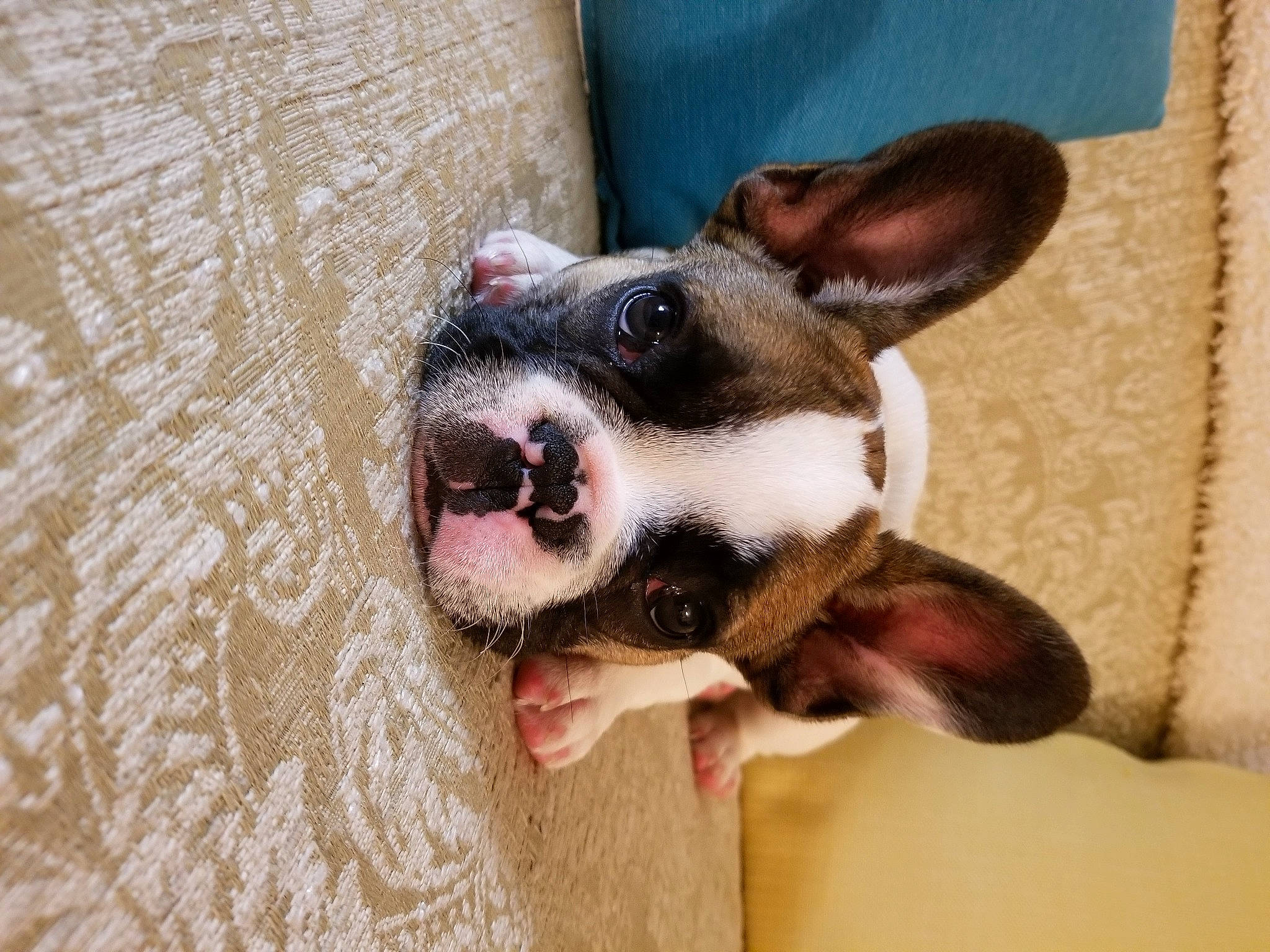 Bud joined the competition — help win amazing prizes! boston_terrier, canidae, carnivore, dog, dog_breed, ear, eye, fawn, french_bulldog, mammal, non_sporting_group, nose, organ, puppy, snout, vertebrate, whiskers