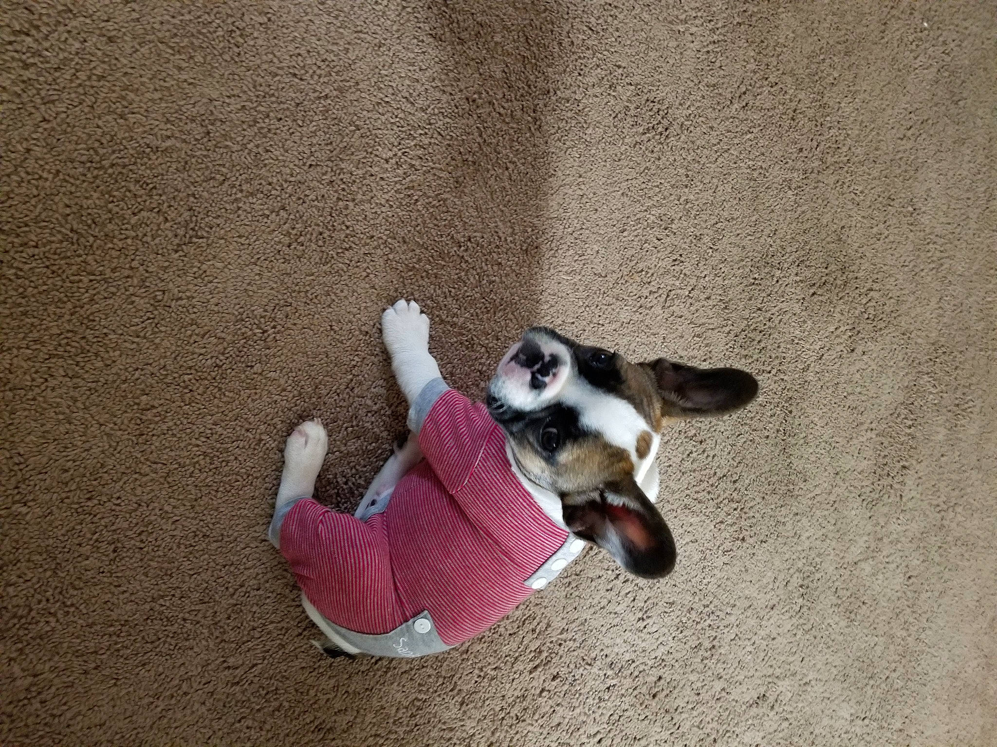 Bud joined the competition — help win amazing prizes! australian_shepherd, canidae, carnivore, companion_dog, dog, dog_breed, fawn, mammal, paw, puppy, rat_terrier, tail, vertebrate