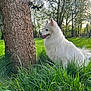 animal, canine, dog, eskimodog, grass, green, grove, husky, land, nature, outdoors, pet, plant, puppy, tree, treetrunk, vegetation, whitedog, woodland, yard