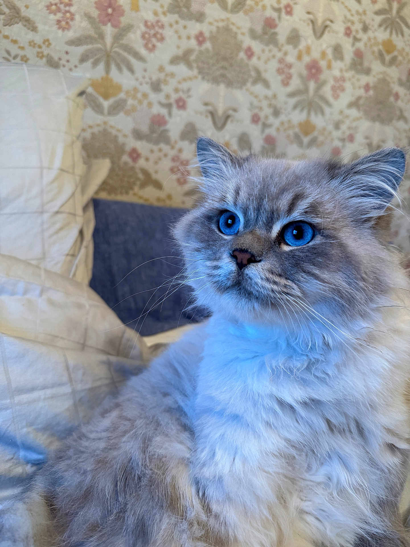 Mimi participe au concours pour gagner de l'argent avec cette photo : cat, fluffy, blue_eyes, pet, indoor, bed, pillow, feline, cute, animal, closeup, whiskers, fur, domestic_cat, resting, curious, mammal, soft, portrait, wallpaper