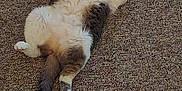 Piper is registered to the contest to win money with this photo: animal, carpet, cat, curious, cute, domestic, feline, fluffy, fur, indoor, lying_down, paws, pet, playful, relaxed, resting, tail, whiskers, white_and_gray, wide_eyes