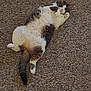 animal, carpet, cat, curious, cute, domestic, feline, fluffy, fur, indoor, lying_down, paws, pet, playful, relaxed, resting, tail, whiskers, white_and_gray, wide_eyes