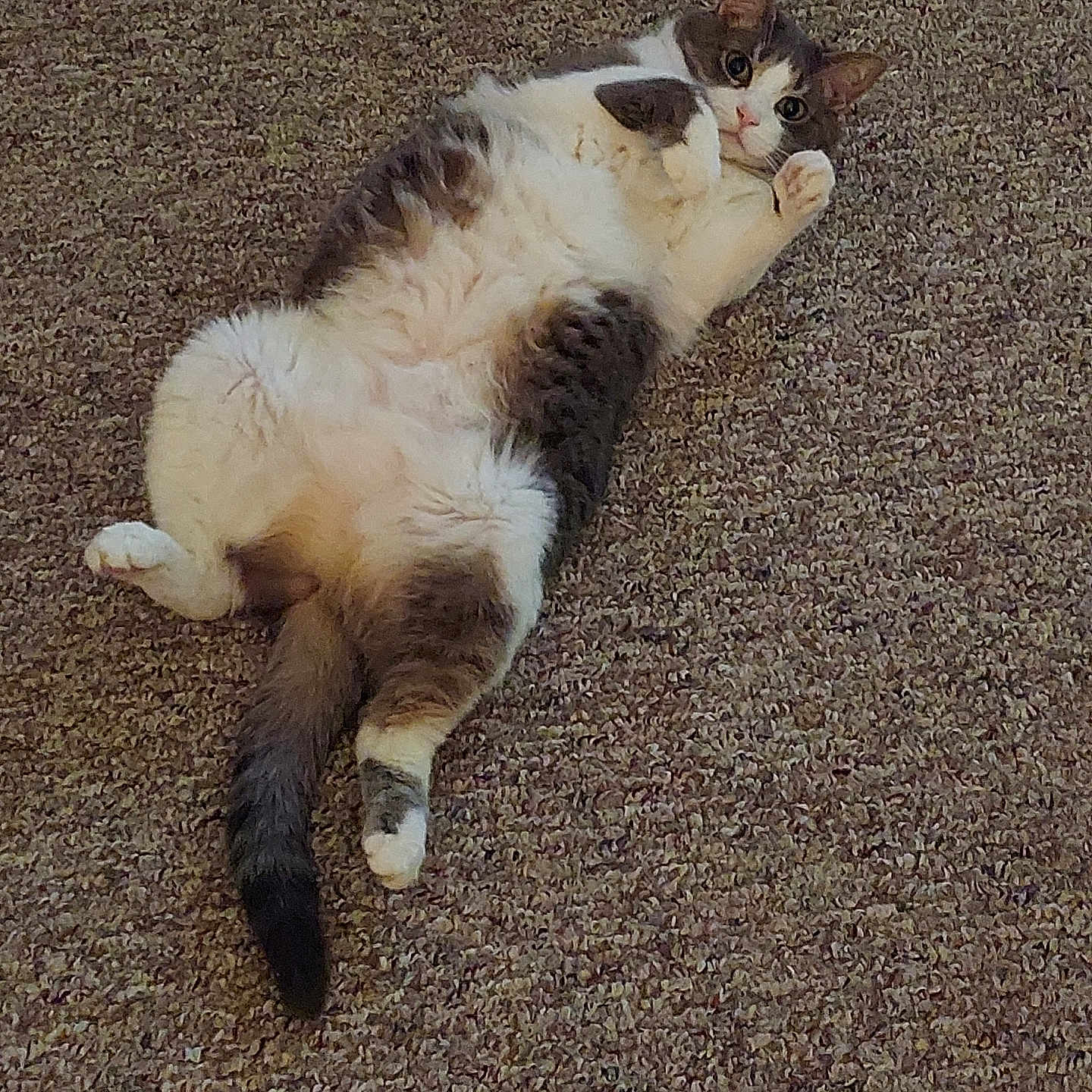 Piper