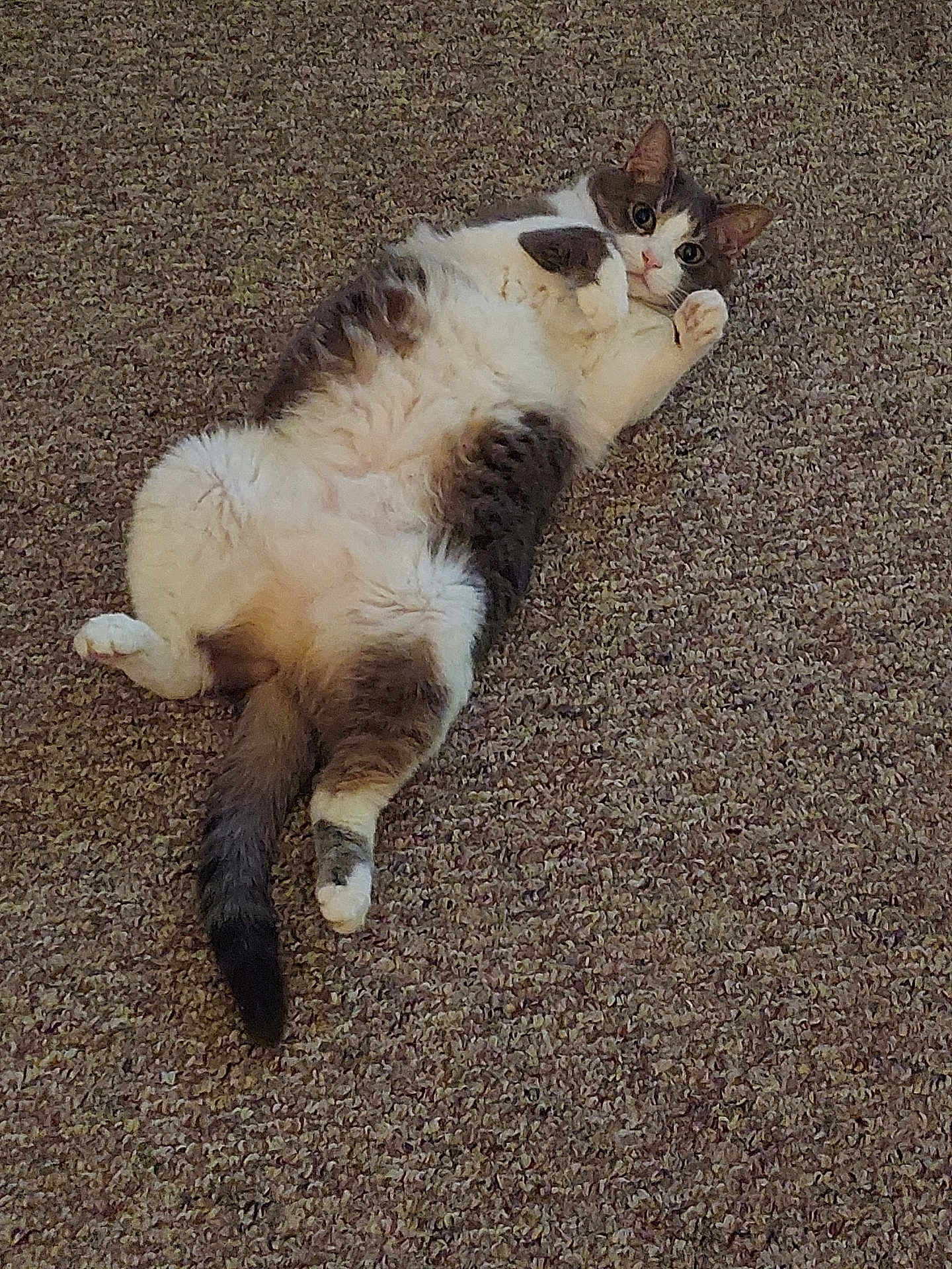Piper