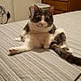 Piper joined the competition — help win amazing prizes! animal, bed, cat, cozy, cute, domestic_cat, door, dresser, ears, feline, furniture, gray_and_white, household, indoor, pet, relaxed, sitting, striped_bedspread, tail, whiskers