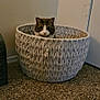 Piper is registered to the contest to win money with this photo: animal, basket, carpet, cat, comfortable, cozy, curious, ears, eyes, feline, floor, hideaway, home, indoor, knit, neutral_colors, pet, snug, texture, wall