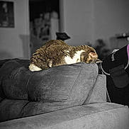 Piper is registered to the contest to win money with this photo: animal, backrest, cat, comfort, couch, cozy, domestic, fur, furniture, gray, home, indoor, living_room, nap, pet, quiet, relaxing, resting, sleeping, soft