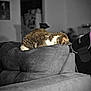 animal, backrest, cat, comfort, couch, cozy, domestic, fur, furniture, gray, home, indoor, living_room, nap, pet, quiet, relaxing, resting, sleeping, soft