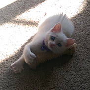 Roxy joined the competition — help win amazing prizes! animal, blue_eyes, carpet, cat, claws, collar, cute, domestic, feline, fur, indoor, kitten, pet, playing, relaxing, small, sunlight, toy, white_cat, young