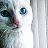 Roxy joined the competition — help win amazing prizes! animal, blue_eyes, cat, close_up, curtain, cute, domestic_animal, eye, face, feline, fur, indoor, mammal, pet, pink_nose, portrait, soft_light, whisker, whiskers, white_cat