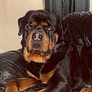 Paco participe au concours pour gagner de l'argent avec cette photo : dog, rottweiler, pet, indoor, couch, leather, portrait, muzzle, paws, black_fur, brown_markings, whiskers, relaxed, seated, home_interior, curtain, wall, furniture, close_up, canine
