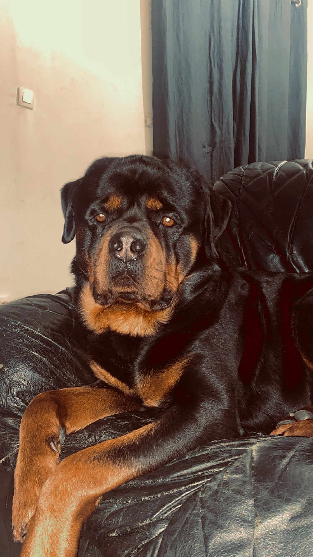 Paco participe au concours pour gagner de l'argent avec cette photo : dog, rottweiler, pet, indoor, couch, leather, portrait, muzzle, paws, black_fur, brown_markings, whiskers, relaxed, seated, home_interior, curtain, wall, furniture, close_up, canine