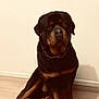 Paco a rejoint le concours — aidez-le/la à gagner de superbes lots ! dog, rottweiler, pet, indoor, sitting, hardwood_floor, wall, collar, black_fur, brown_markings, muzzle, eyes, ears, paws, large_breed, portrait, calm, drool, companion, attentive