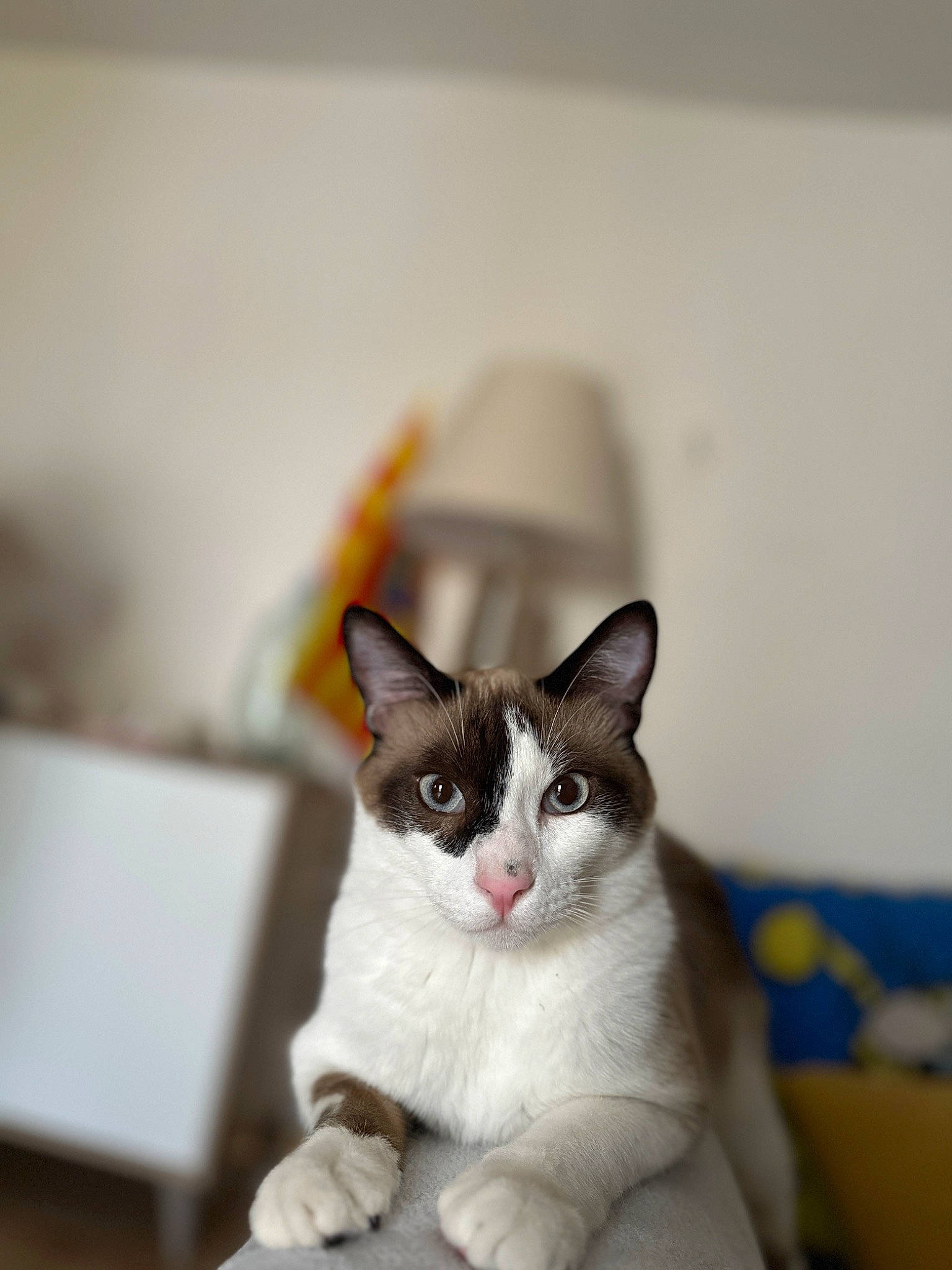 Noisette participe au concours pour gagner de l'argent avec cette photo : art, carnivore, cat, domestic_short_haired_cat, door, felidae, formal_wear, fur, grey, monochrome_photography, small_to_medium_sized_cats, snout, tail, whiskers, window