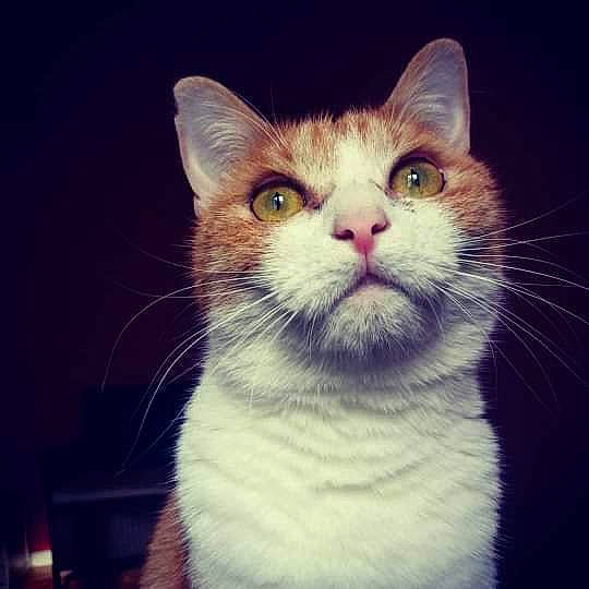 Era participe au concours pour gagner de l'argent avec cette photo : aegean_cat, american_wirehair, asian, carnivore, cat, cloud, domestic_short_haired_cat, ear, european_shorthair, eye, felidae, kitten, mammal, night, nose, photography, sky, small_to_medium_sized_cats, snout, whiskers