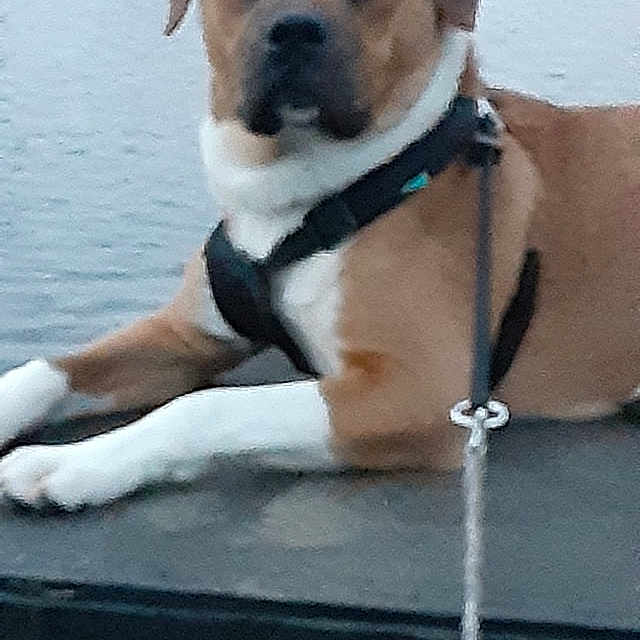 Shotgun is registered to the contest to win money with this photo: animal, background, blur, brown, canine, dock, dog, equipment, harness, lake, leash, nature, outdoor, pet, relaxing, resting, side_view, trees, water, white