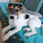 Anouchka a rejoint le concours — aidez-le/la à gagner de superbes lots ! puppy, dog, white, black, fur, couch, blanket, indoor, pet, cute, animal, laying, resting, young, paw, collar, face, ears, nose, furniture