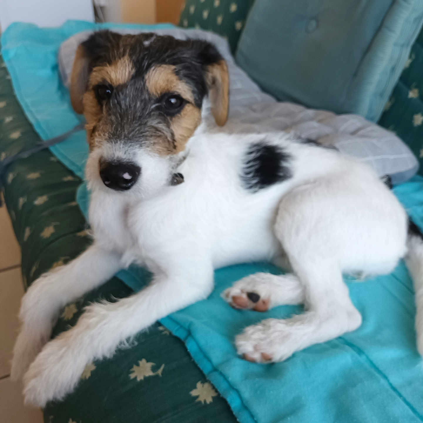 Anouchka a rejoint le concours — aidez-le/la à gagner de superbes lots ! puppy, dog, white, black, fur, couch, blanket, indoor, pet, cute, animal, laying, resting, young, paw, collar, face, ears, nose, furniture