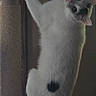 cat, white_cat, black_spots, scratching_post, climbing, indoor, pet, animal, fur, whiskers, ears, tail, curious, looking, vertical, wood, rope, household, play, mammal