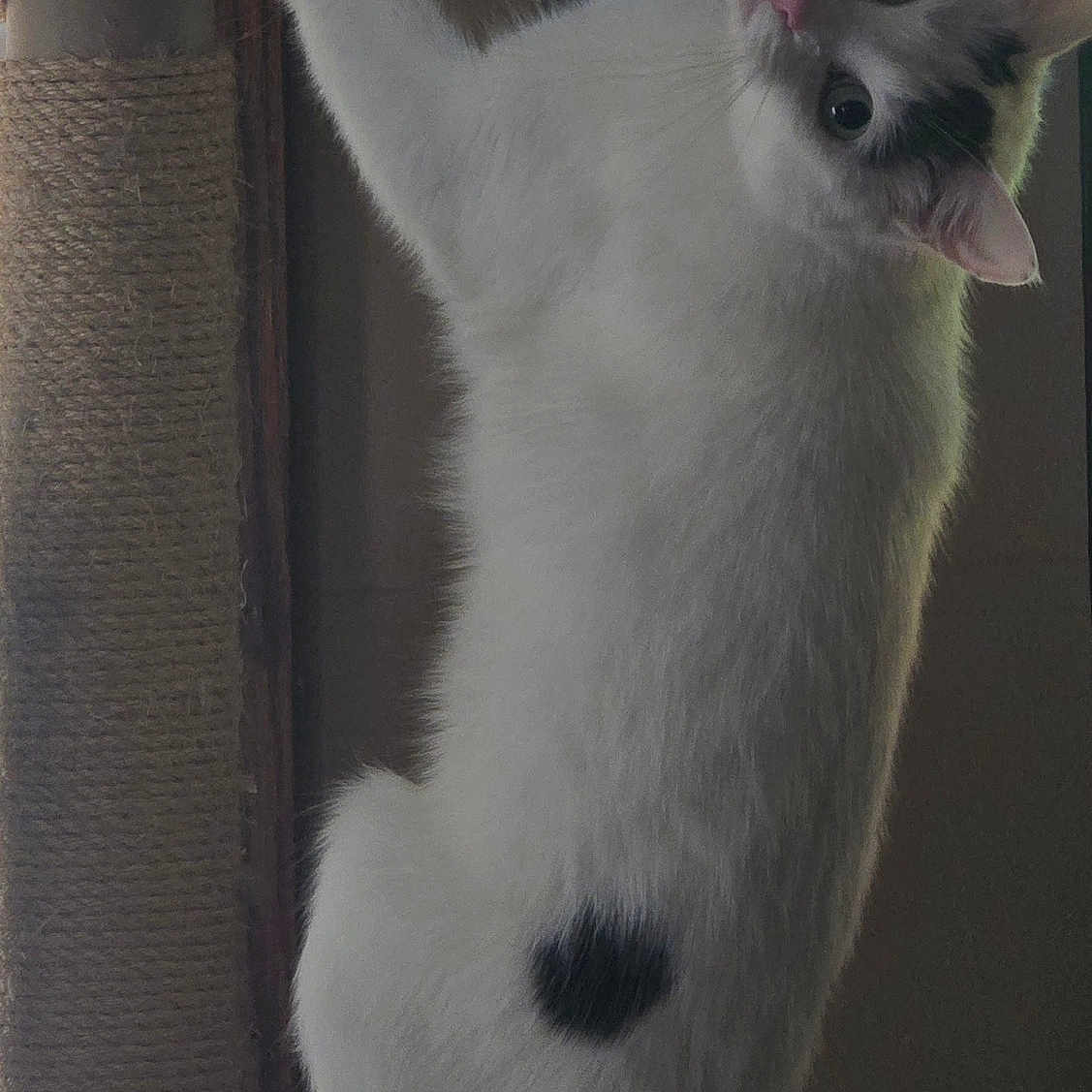 Zelda is registered to the contest to win money with this photo: cat, white_cat, black_spots, scratching_post, climbing, indoor, pet, animal, fur, whiskers, ears, tail, curious, looking, vertical, wood, rope, household, play, mammal