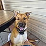 animal, canine, collar, dog, ears, face, friendly, happy, home, outdoor, pavement, person_legs, pet, resting, sitting, smiling_dog, sock, sunlight, table, tongue