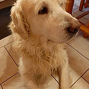 Oscar participe au concours pour gagner de l'argent avec cette photo : animal, canine, cockerspaniel, dog, eskimodog, goldenretriever, hardwood, hound, husky, labradorretriever, path, pet, plywood, poodle, puppy, slate, terrier, tile, whitedog, wood