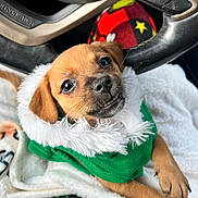 Lulu joined the competition — help win amazing prizes! puppy, dog, pet, cute, green_clothing, white_fur_collar, blanket, car_interior, steering_wheel, closeup, adorable, small_dog, fur, animal, young_dog, portrait, looking_up, soft_texture, cozy, indoor