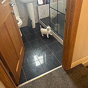 Zoro joined the competition — help win amazing prizes! kitten, cat, bathroom, tiles, glass, shower, sink, toilet, door, reflection, pet, curious, indoor, floor, white, small, animal, household, clean, modern