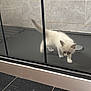 Zoro is registered to the contest to win money with this photo: kitten, cat, pet, indoor, shower, glass_door, black_tiles, white_fur, curious, small, floor, tile_wall, paw, animal, exploring, feline, young, cute, domestic, alone