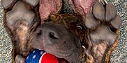 Skipper joined the competition — help win amazing prizes! dog, brindle, playing, ball, mouth, paws, carpet, indoor, pet, canine, tongue, happy, fur, collar, closeup, animal, fun, excited, lying_down, toy