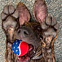dog, brindle, playing, ball, mouth, paws, carpet, indoor, pet, canine, tongue, happy, fur, collar, closeup, animal, fun, excited, lying_down, toy