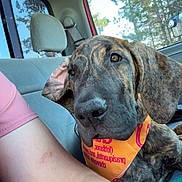 Skipper joined the competition — help win amazing prizes! dog, brindle, bandana, car_interior, seat, window, trees, person, arm, pink_clothing, floppy_ear, close_up, pet, canine, vehicle, daylight, relaxed, indoor, companion, animal