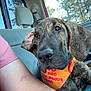 dog, brindle, bandana, car_interior, seat, window, trees, person, arm, pink_clothing, floppy_ear, close_up, pet, canine, vehicle, daylight, relaxed, indoor, companion, animal