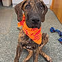 Skipper is registered to the contest to win money with this photo: dog, brindle, bandana, orange, carpet, indoor, pet, toy, rope_toy, kitchen, cabinet, floor, sitting, cute, animal, ears, face, paw, eyes, nose