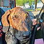Skipper is registered to the contest to win money with this photo: dog, brindle_coat, car_interior, steering_wheel, person, lap, sunlight, shadow, window, greenery, seat, collar, closeup, pet, brown, black, comfort, indoor, animal, face