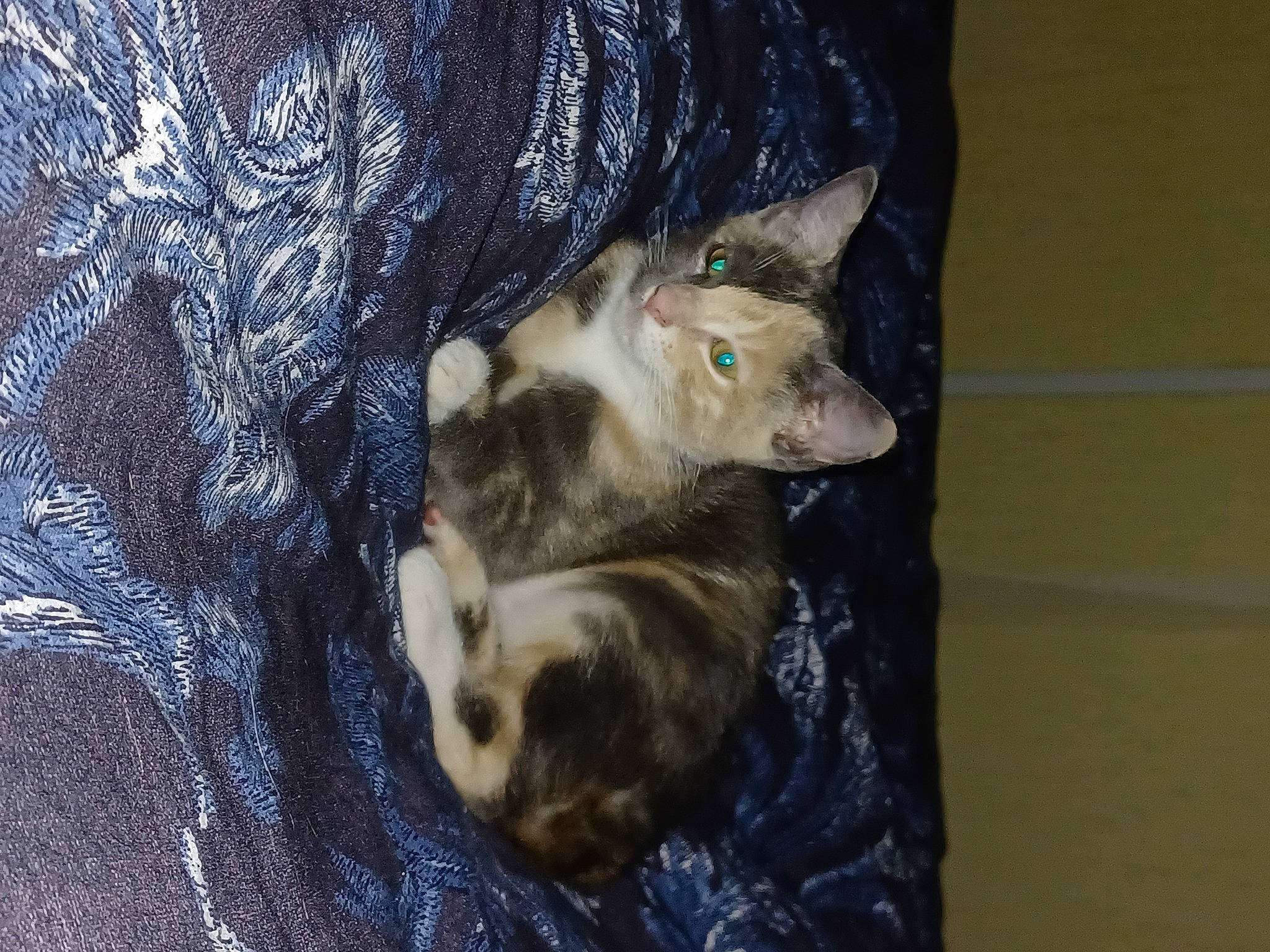 Nina a rejoint le concours — aidez-le/la à gagner de superbes lots ! canidae, carnivore, companion_dog, dog_breed, electric_blue, fawn, felidae, fur, mustelidae, possum, small_to_medium_sized_cats, spitz, sporting_group, tail, terrestrial_animal, trunk, whiskers, wildlife, wolf, wood